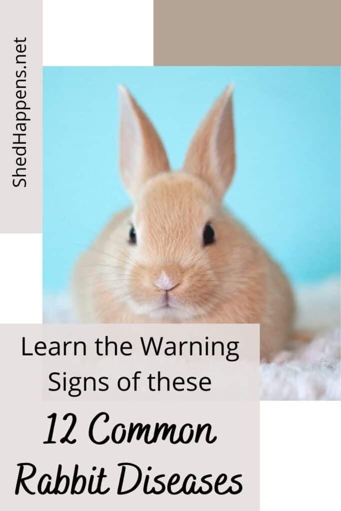 brown rabbit sitting on woolen surface | Learn the Warning Signs of these 12 Common Rabbit Diseases