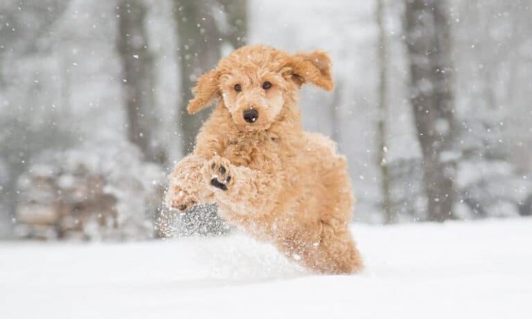 dog bounding through snow | Is It Too Cold for My Dog?