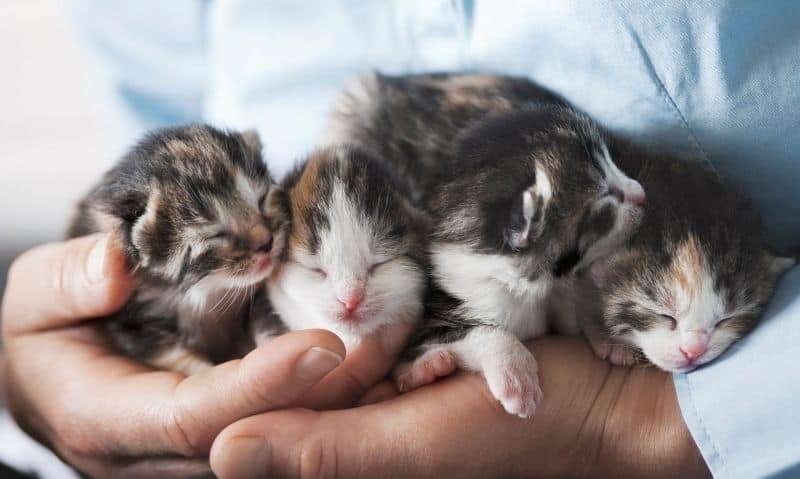 person holding young kittens | How to Spot a Backyard Breeder