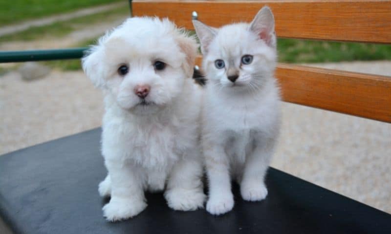 puppy and kitten on a chair | How to Spot a Backyard Breeder