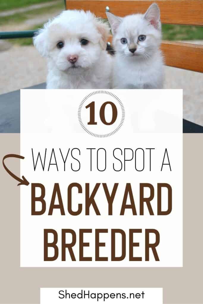 puppy and kitten on a chair pin | How to Spot a Backyard Breeder