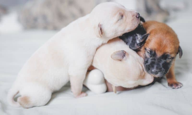 young puppies sleeping in a pile | How to Spot a Backyard Breeder