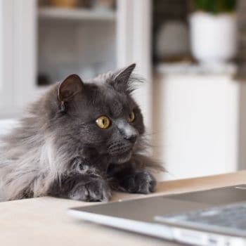 cat looking at a laptop | Find A Rescue Pet