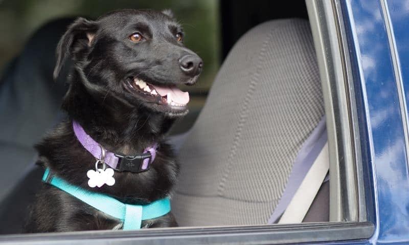 dog in car looking out open window | Tips and Tricks for a Successful Road Trip with Your Puppy