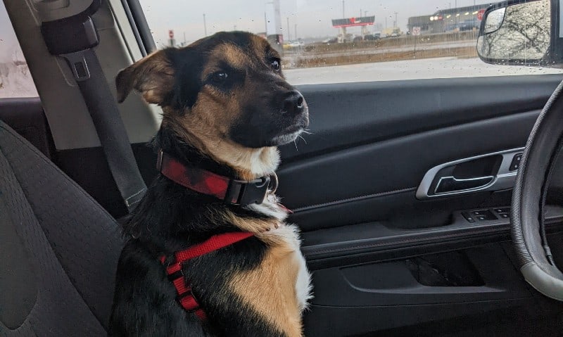 dog sitting in front seat of car | Tips and Tricks for a Successful Road Trip with Your Puppy