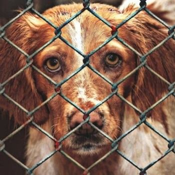 dog standing behind a chain-link fence | Find A Rescue Pet
