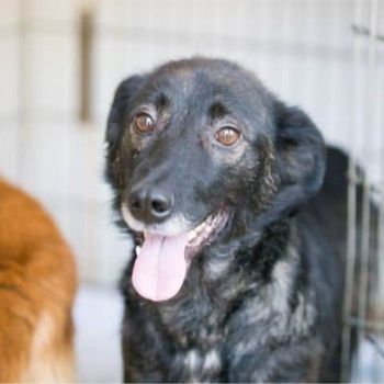 older black dog in a kennel with other dogs | Find A Rescue Pet