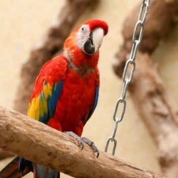 parrot sitting on a wooden perch | Find A Rescue Pet