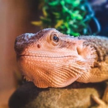 lizard laying on a rock | Find A Rescue Pet