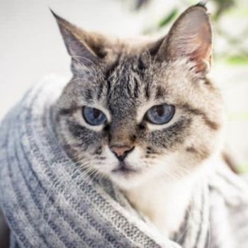 older cat wrapped in a grey blanket | Find A Rescue Pet
