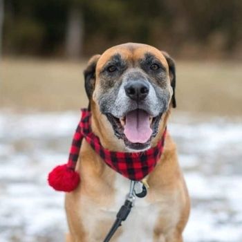 older dog sitting outside on leash | Find A Rescue Pet