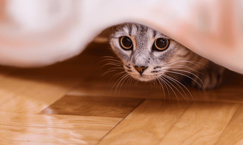 cat hiding under blanket | 14 Tips for Bringing Home a Rescue Cat