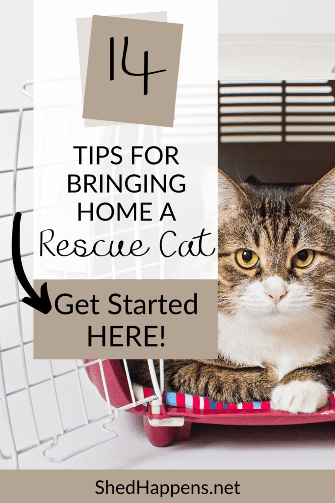 cat in carrier pin | 14 Tips for Bringing Home a Rescue Cat