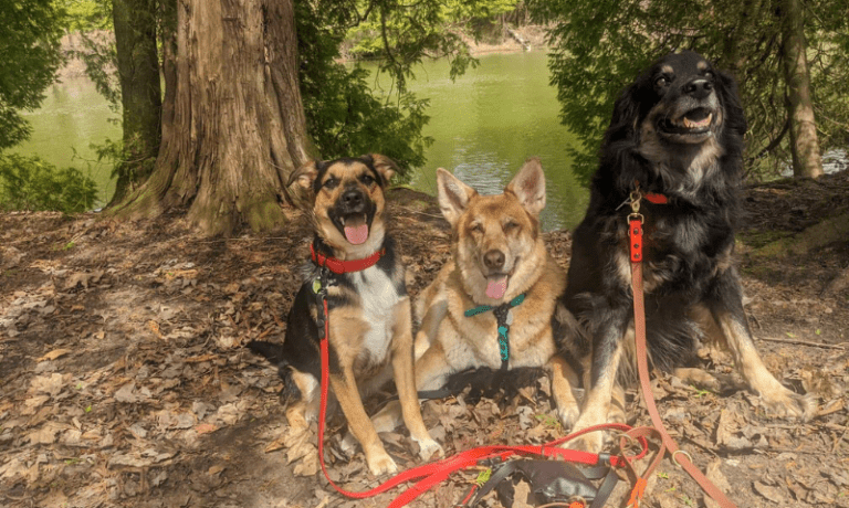 three dogs sitting outside beside a river | 5 Benefits of Biothane Collars for Dogs and Cats