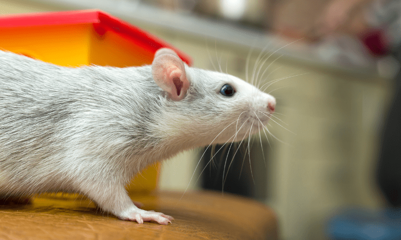 pet rat standing on a table | Small Animal Rescue: Where to Adopt Your Next Pocket Pet
