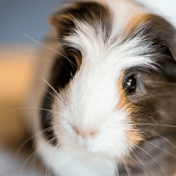 portrait of a guinea pig square | Find A Rescue Pet