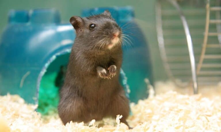 gerbil sitting in a cage | 10 Tips for Bringing Home a Rescued Small Animal