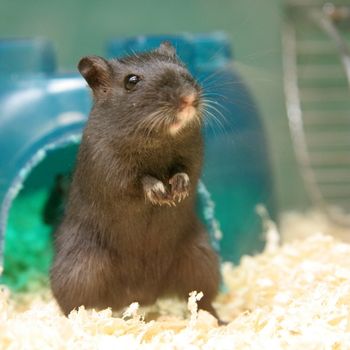 gerbil sitting in a cage square | Find A Rescue Pet