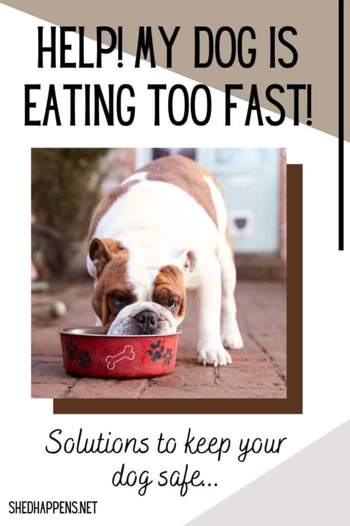 brown and white dog eating out of a red bowl pin | Help! My Dog is Eating Too Fast!