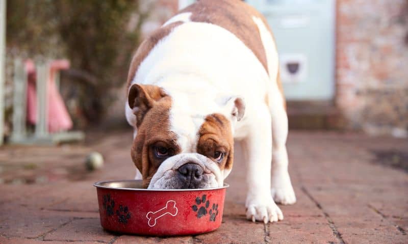 brown and white dog eating out of a red bowl | Help! My Dog is Eating Too Fast!