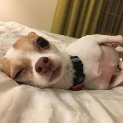 chihuahua laying on bed | How to Fix Recall in a Rescue Dog