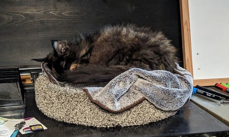 cat sleeping on a cat bed in an office | 5 Tips to Help You Work from Home with Cats