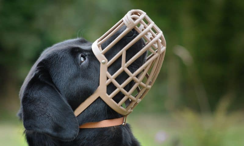 dog wearing a tan basket muzzle | Muzzle Conditioning and Your Rescue Dog