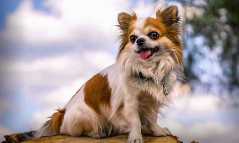 chihuahua sitting on a stump | Getting Your Chihuahua Socialization Right.