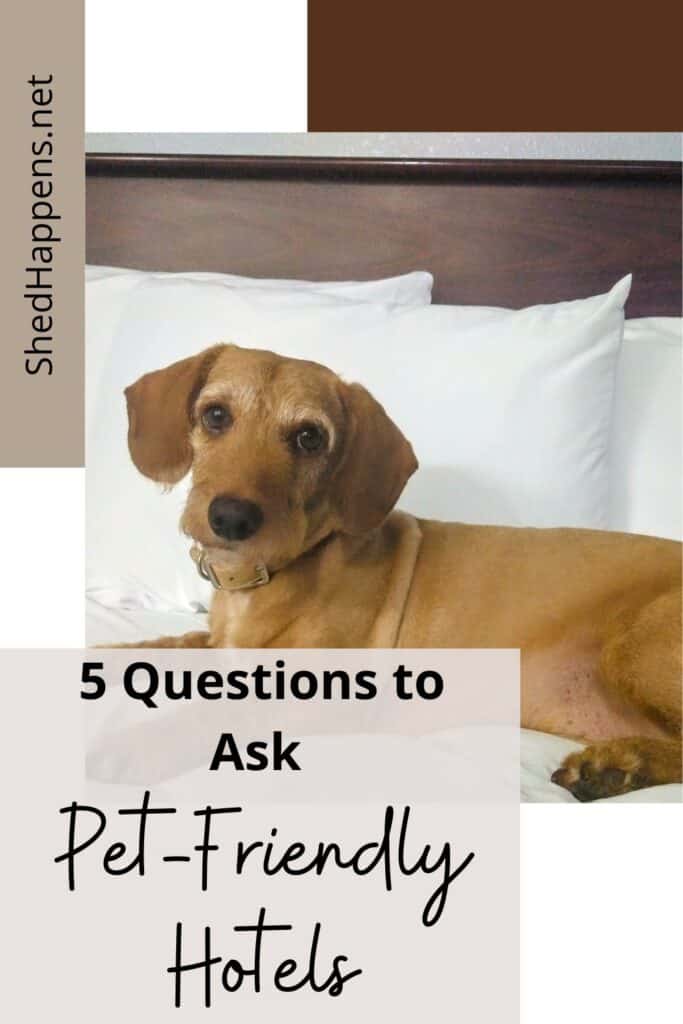 dog lying on hotel bed pin | 5 Questions to Ask Pet-Friendly Hotels