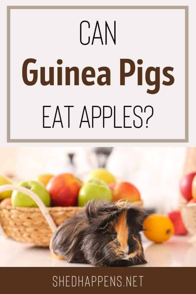 can guinea pigs eat apples pin | Can Guinea Pigs Eat Apples?