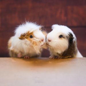 two guinea pigs posing together | Can Guinea Pigs Eat Apples?