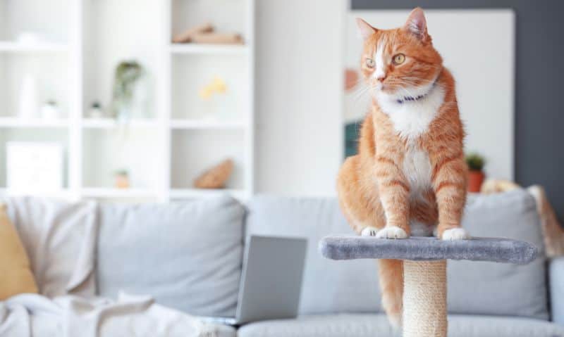 cat sitting on a scratch post | 14 Tips for Bringing Home a Rescue Cat