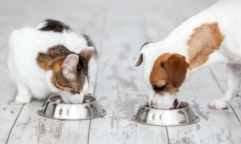 dog and cat eating out of silver food bowls side by side | Shopping for Pet Food with Confidence
