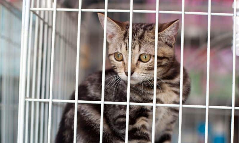 tabby kitten in a cage | 14 Tips for Bringing Home a Rescue Cat