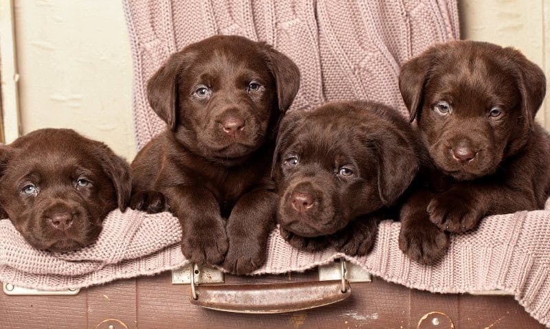 4 chocolate brown puppies posing in an antique suitcase | How to Spot a Backyard Breeder