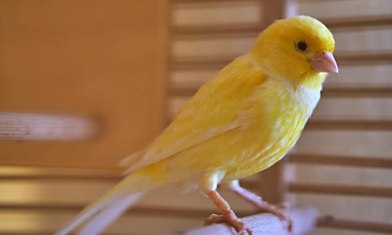 canary sitting on a perch | 8 Quiet Pet Birds for Apartments and Small Spaces