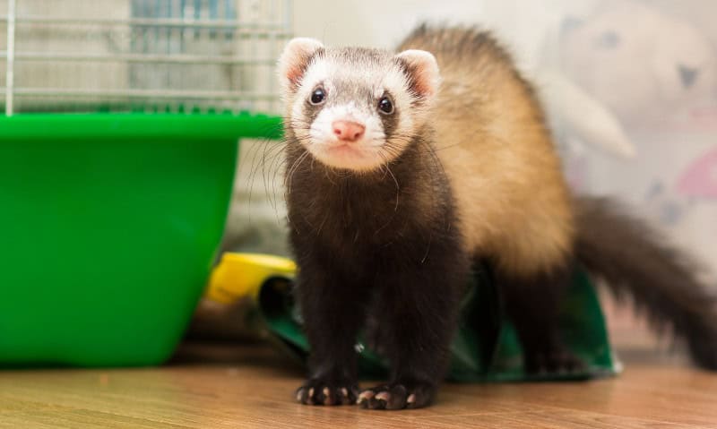 ferret standing next to a cage | Fun and Functional Ferret Cage Setup Ideas