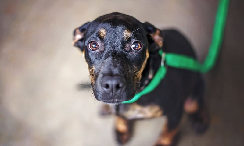 nervous black and brown dog | 12 Tips for Bringing Home A Rescue Dog