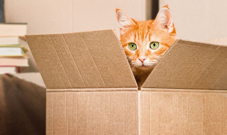 orange tabby sitting in a cardboard box | 10 Tips for Moving with Pets