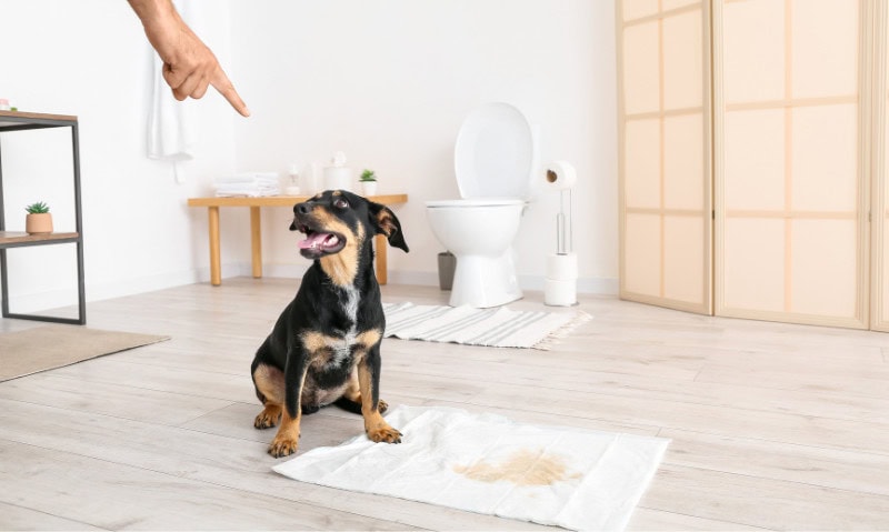 person pointing at soiled pee pad next to a dog | Here’s Everything To Know About Potty Training Your Puppy