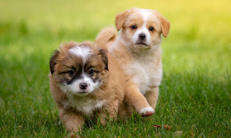 two small brown puppies in the grass | When Can My Puppy Go Outside?