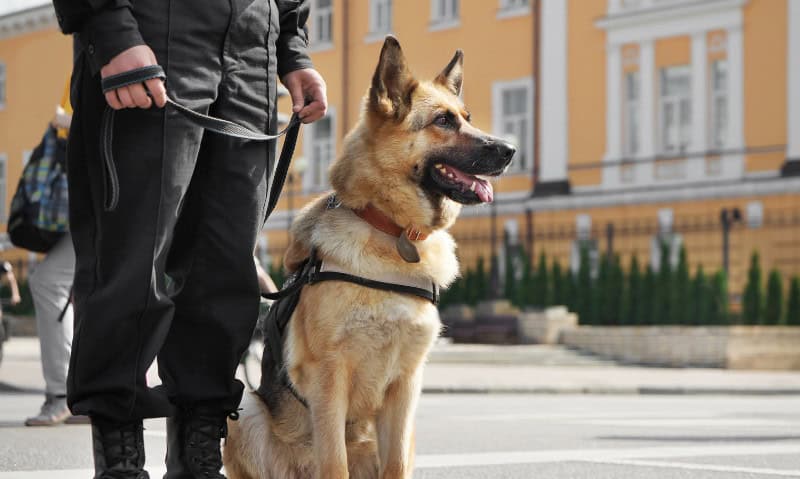police dog sitting next to an officer outside a building | How to Adopt A Retired Police Dog