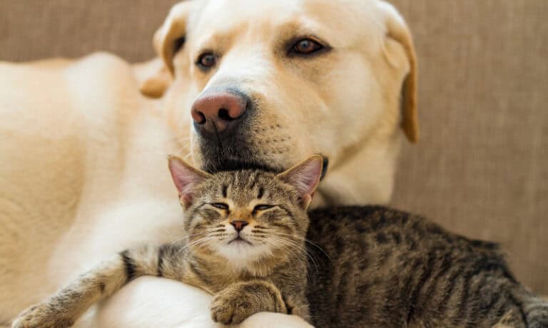 dog and cat cuddling together | A Fresh Start for Your Rescue Pet: Revitalizing Skin Health After Adoption