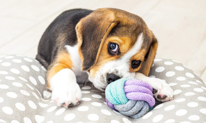 small beagle puppy playing with a rope ball toy | 10+ Dog Toy Storage Ideas to Complement Any Décor
