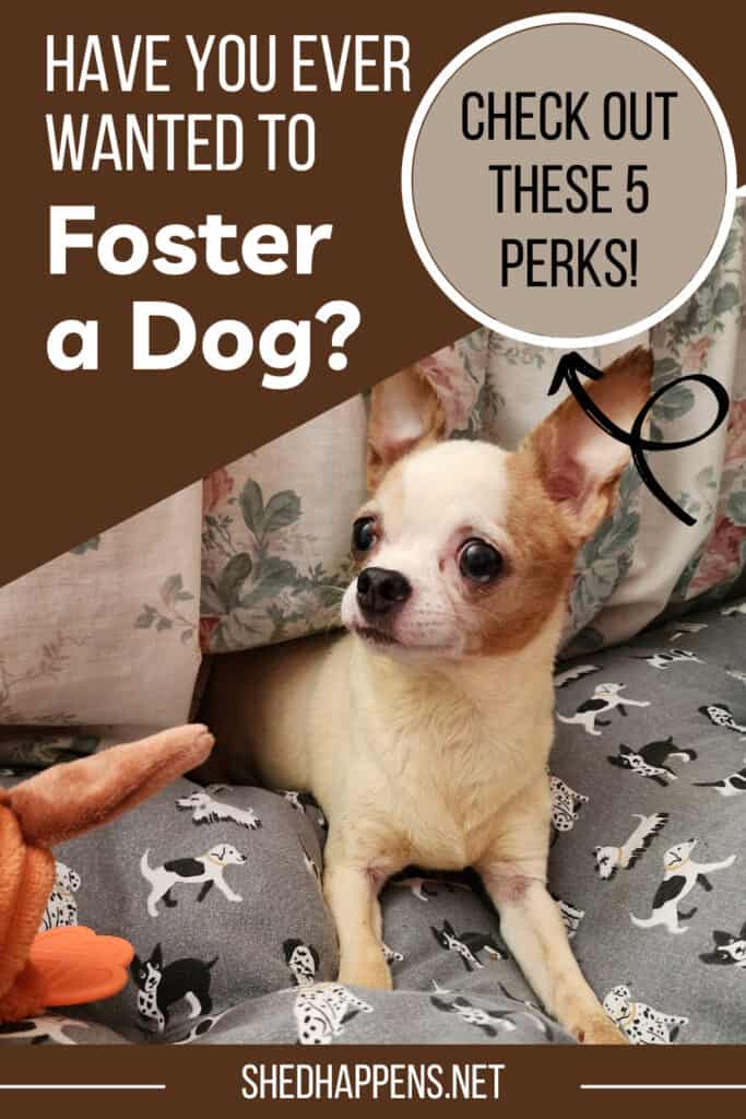 pinterest pin asking if you have ever wanted to foster a dog and showing a white and brown chihuahua | 5 Perks of Fostering a Dog