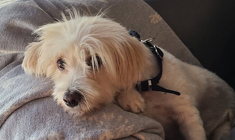 small white dog lying on a blanket | 5 Perks of Fostering a Dog