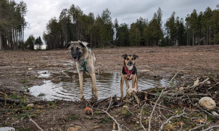 two dogs standing in a mud puddle | Spring Rain and Muddy Paws: Keeping Your Home Clean this Spring