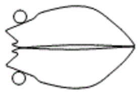 Subaru Forester Headlamp and Fog Lamp Kit