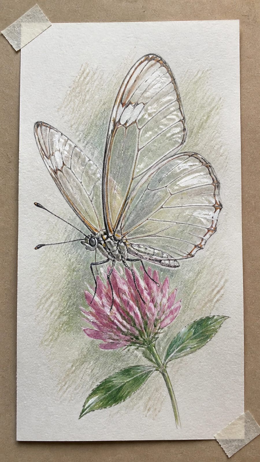 Bored of the Usual? Discover 16 Fresh Butterfly Drawing Concepts 33 Hand-drawn butterfly with transparent wings in colored-pencil and gouache drawing on textured paper, shown in a straight overhead view — study 2