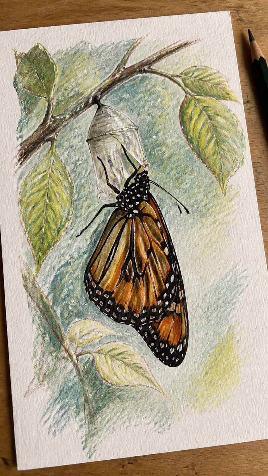 Bored of the Usual? Discover 16 Fresh Butterfly Drawing Concepts 34 Hand-drawn butterfly metamorphosis in colored-pencil and gouache drawing on textured paper, shown in a close overhead crop — study 1